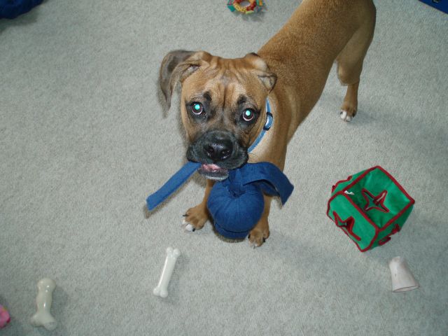the new wubba wubba