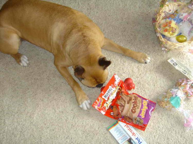 The only treat he'll eat.