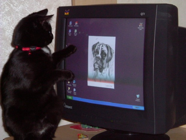 The only way Jinx can get one up on a Boxer!!