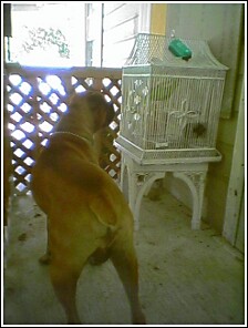 The Parrot