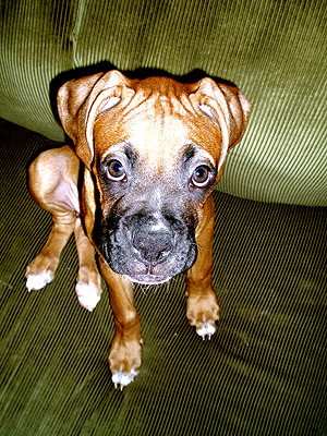 The Picture of Innocence