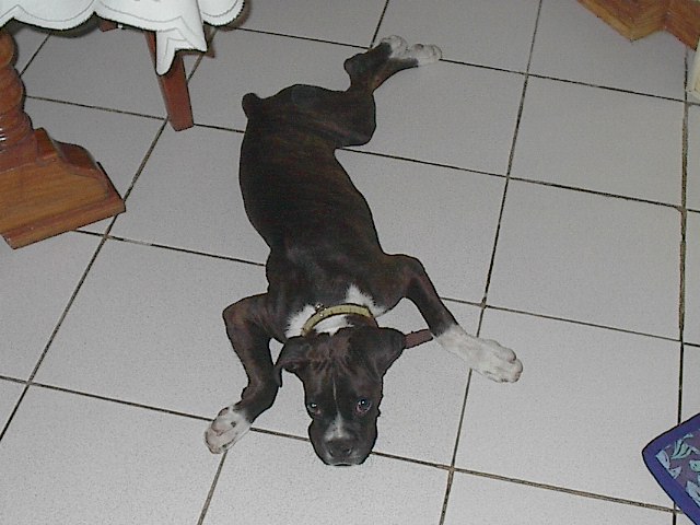 the pose