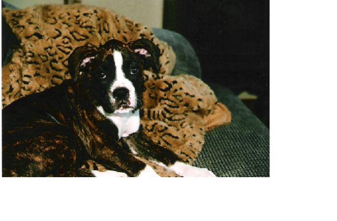 The Pretty Princess LuLuBelle