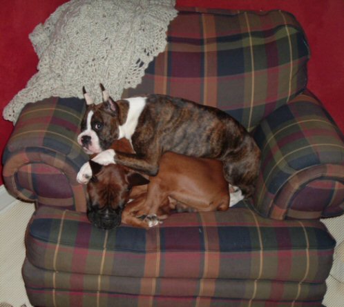 The Princess and the Pea