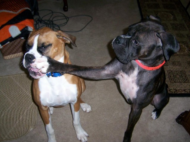 The punch