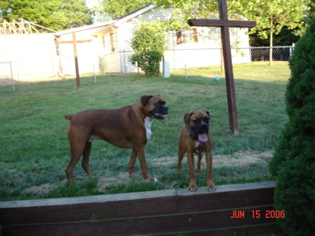 The Puppies Outside