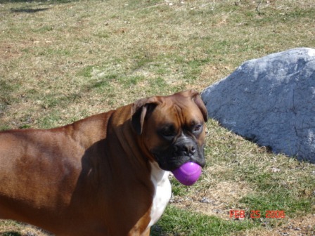 The Purple Ball