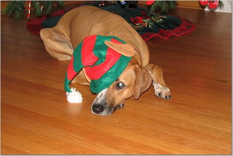 The Sad Elf