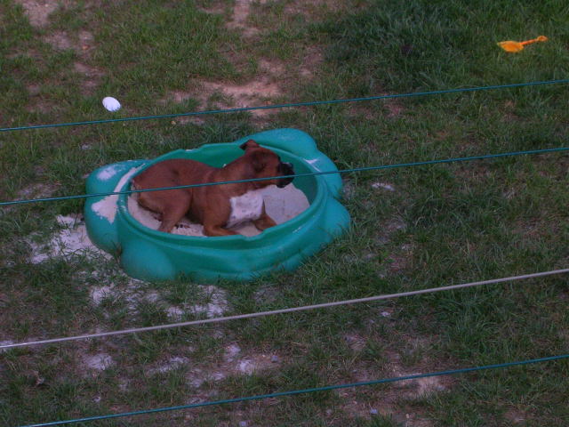 The sand box bandit