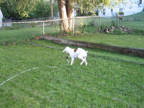 The sprinkler must die