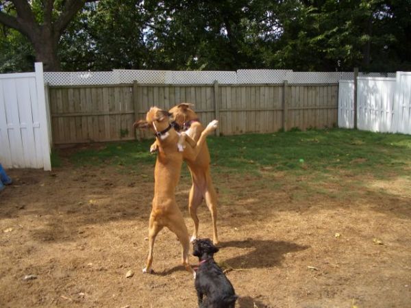 The stand off