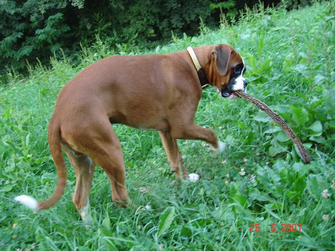 The Stick