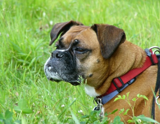 The sweet smell of grass?