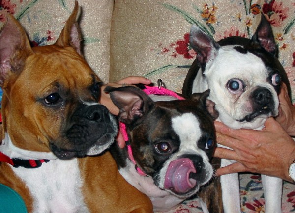 The three muskateers