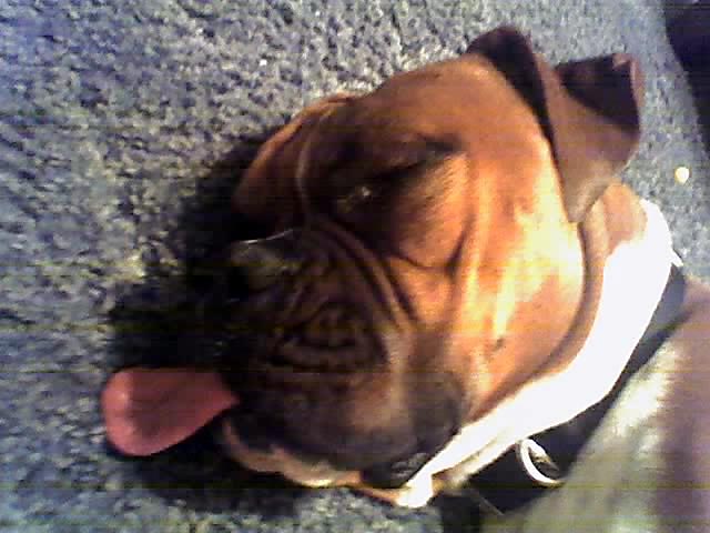 the tongue