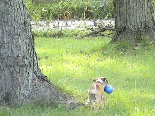 The toy is twice her size!