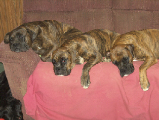 The Trio