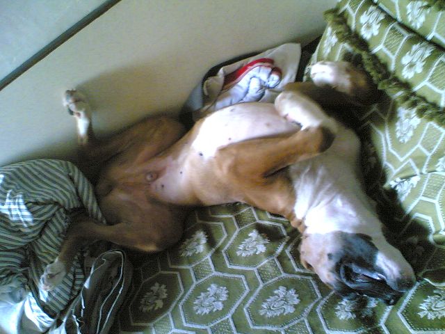 The way tazz likes to  sleep :-)