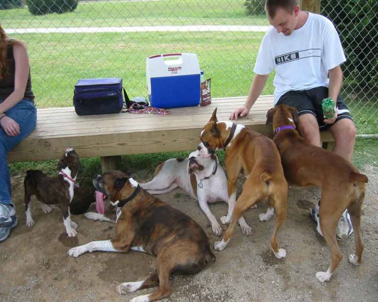 The whole Boxer gang!