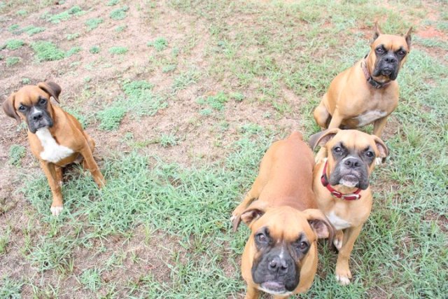 The Whole Gang