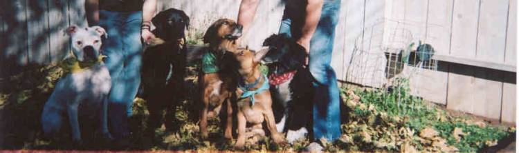 The Whole K-9 Family