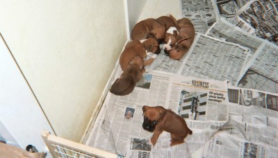 The whole litter.
