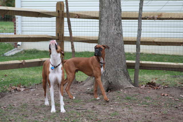 The_two_bover_babies