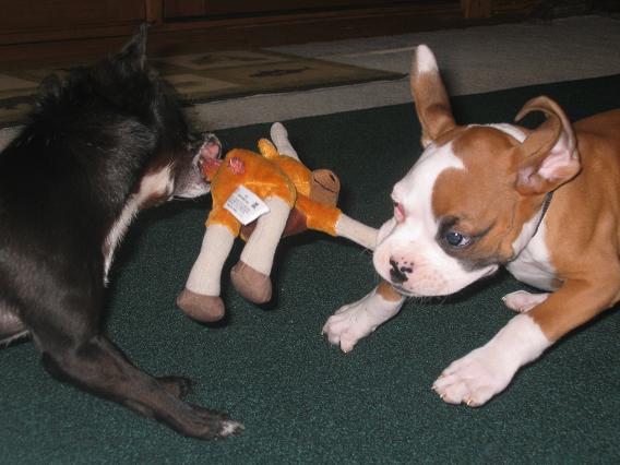 Their fave game! Tug-0-war!