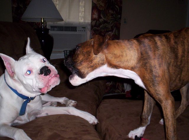Their in attack mode!