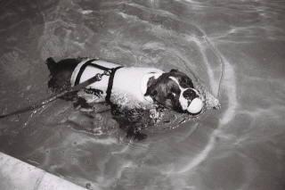 Theo Swimming
