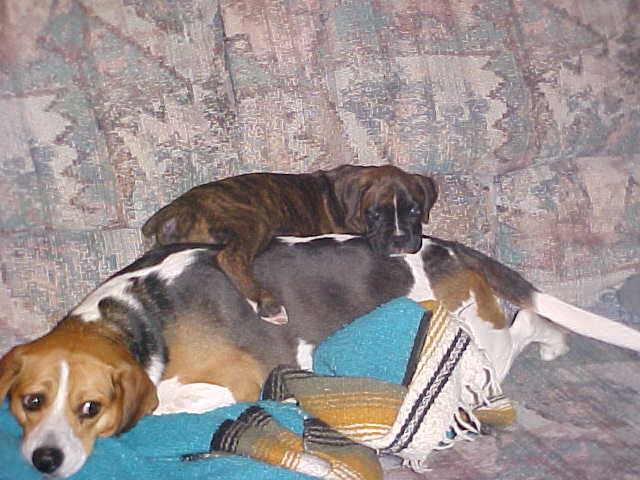 There's nothing like a warm Beagle pillow!