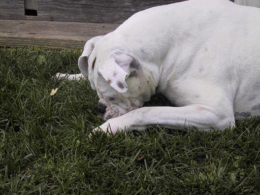 "There's something in the grass, Mom"