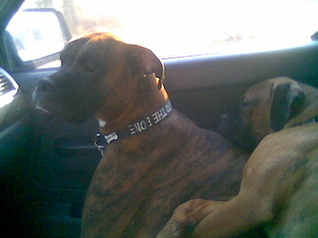 They couldn't decide who would get the front seat.