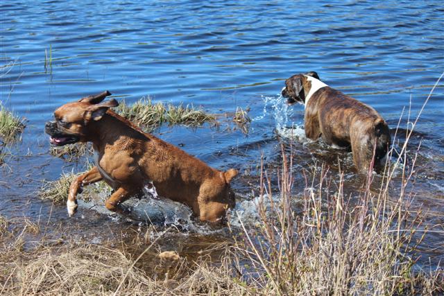 They had a blast cooling themselves in the lake.