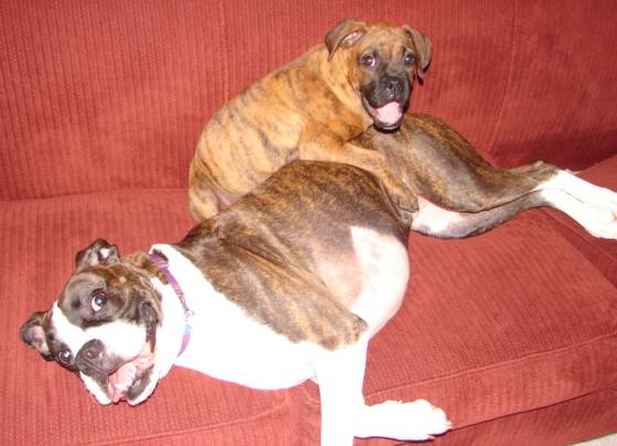They make a good pair don't they?