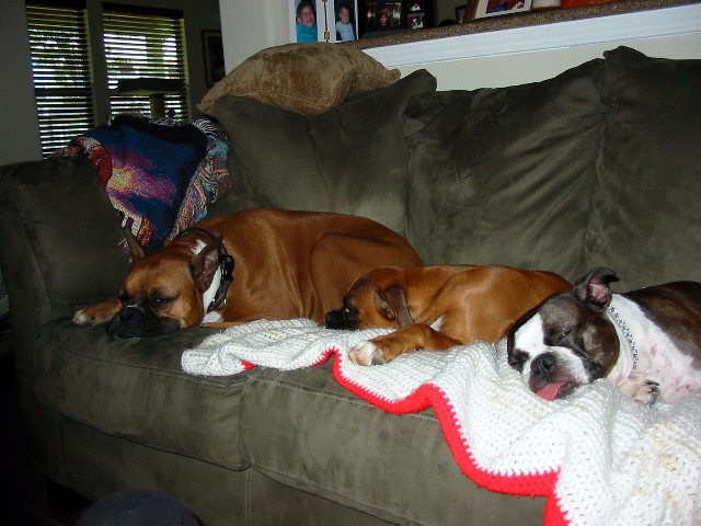 They rule the couch!