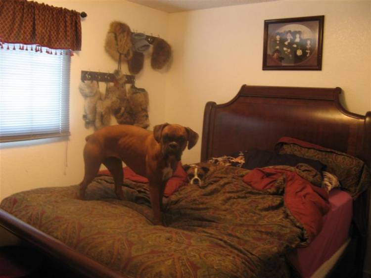 They think it's their bed... Wrong!