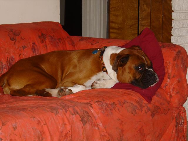 They wore me out!!