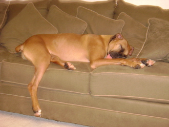Think he's comfy?
