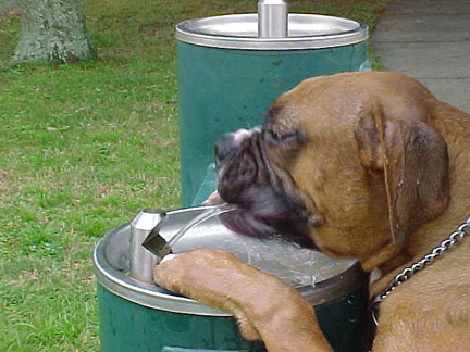 thirsty boy
