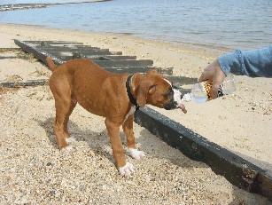 Thirsty Pup