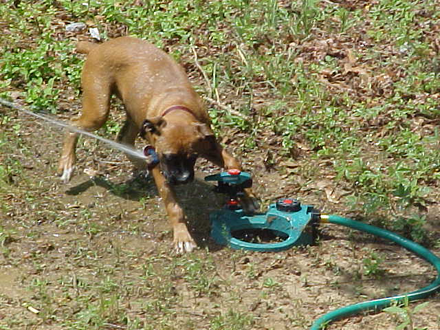Thirsty Puppy