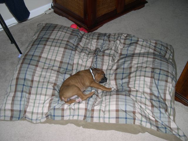 This bed is a little big don't ya think?