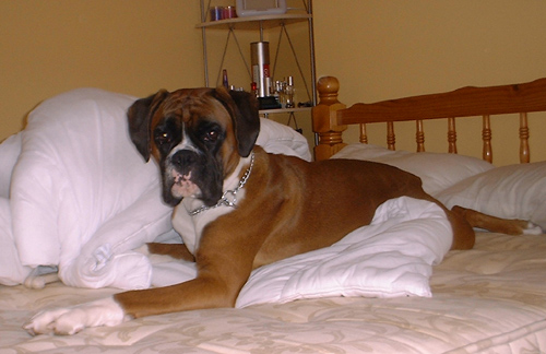 This bed is better than mine!