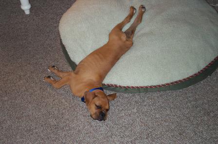 "This bed's too small Mommy"