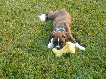 This bone is too soft!