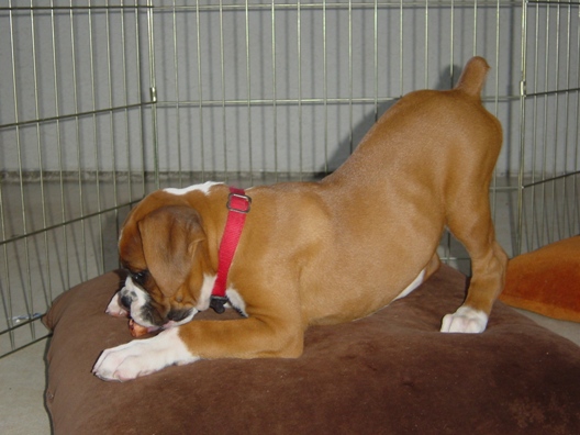 This bone sure is good!