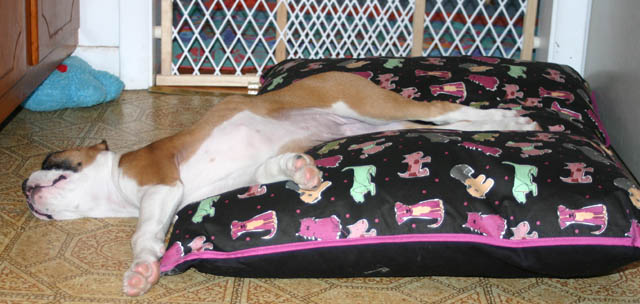 this can't be comfy!!!