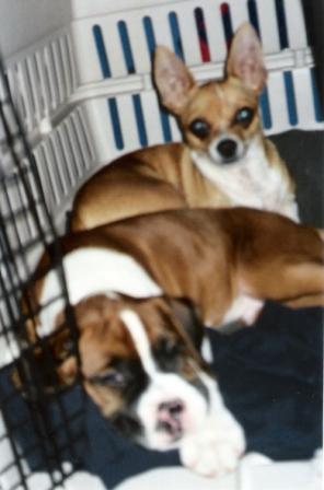 This here cage isn't big enough for the both of us