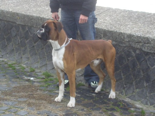 this is Axel